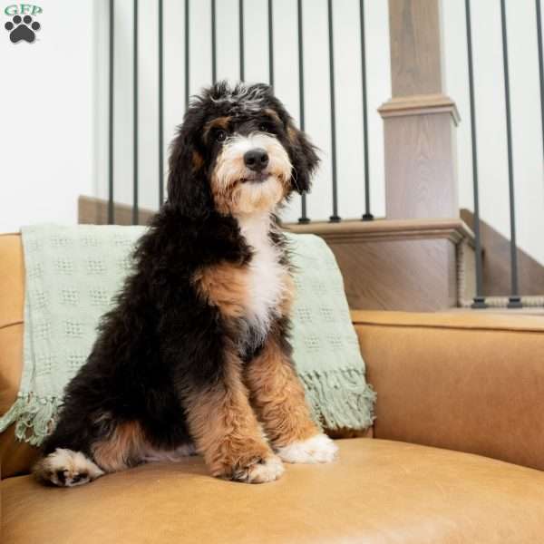 Rosie, Mini Bernedoodle Puppy